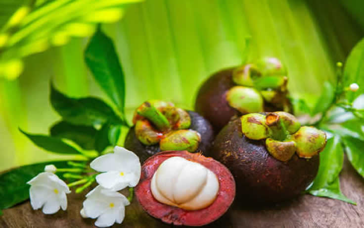 Mangosteen