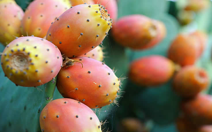 Prickly Pear Cactus