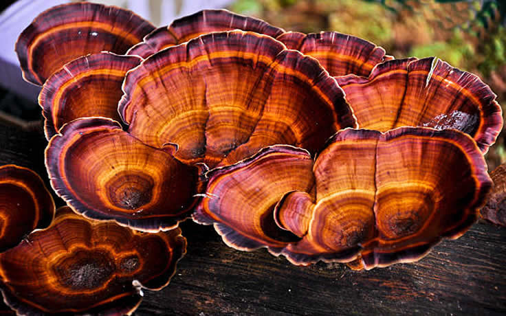Ganoderma