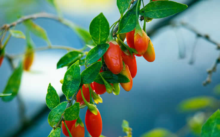 Gojiberry