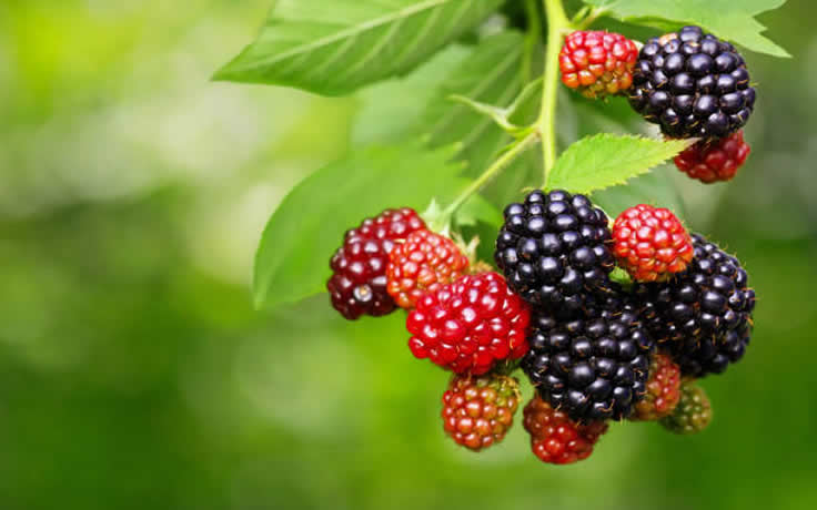 Blackberry